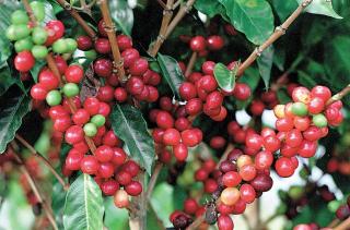 Coffee cherries