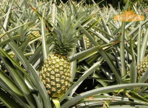Dulce Maria A ripe Panamanian MD2 "Dulce Maria" pineapple ready for harvest