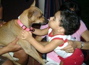 Panama Pets