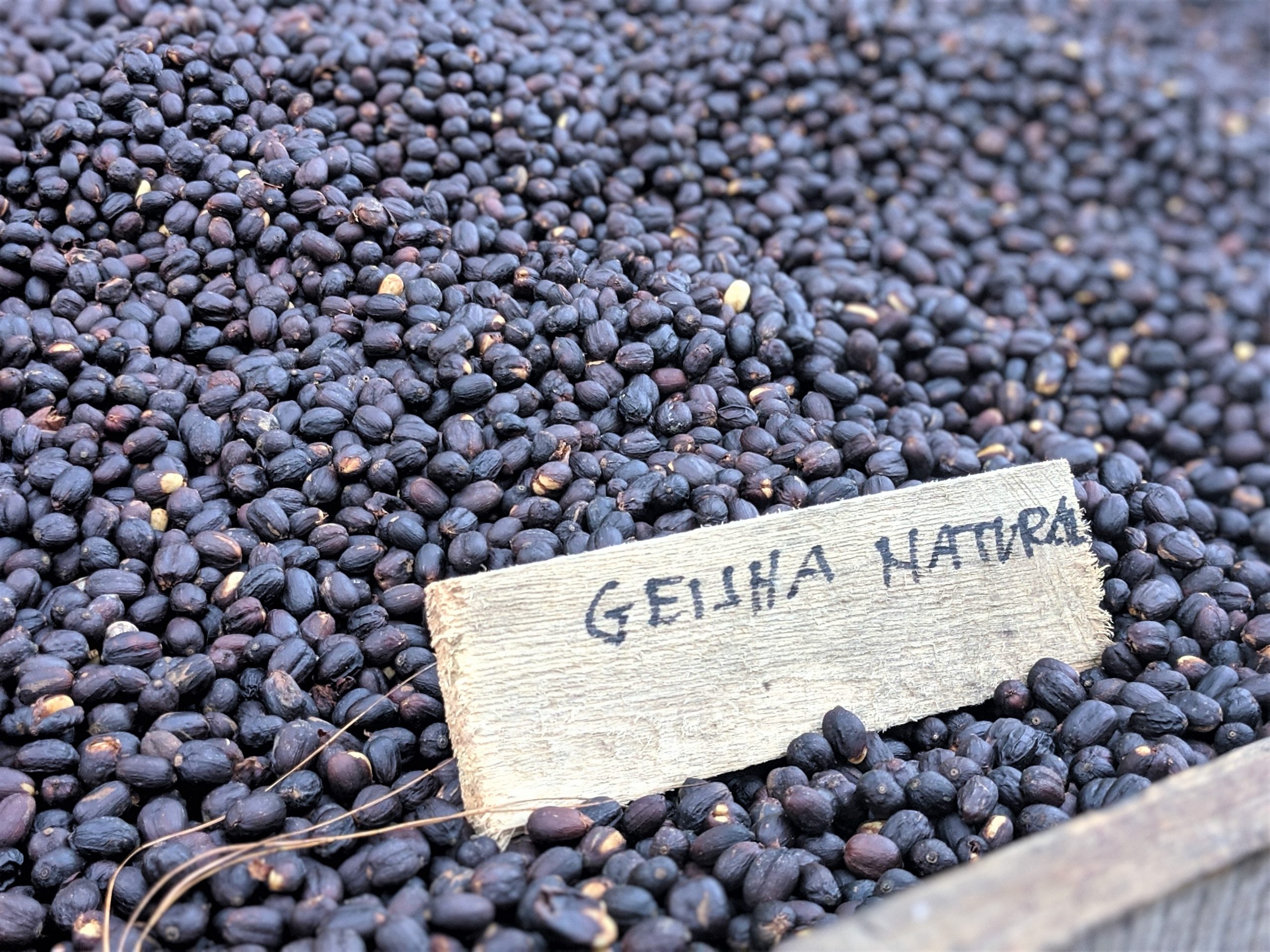 geisha panama coffee bean dark jake insidehook journeying roast deep try heart 1000