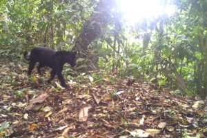 Black Jaguar Panama